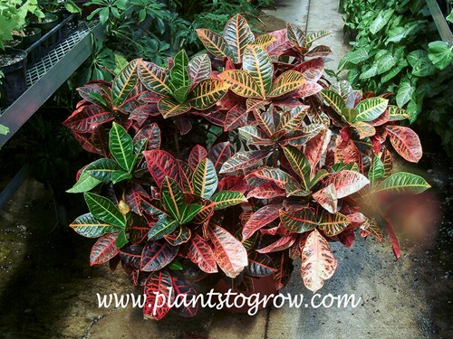 Petra Croton (Codiaeum variegatum)